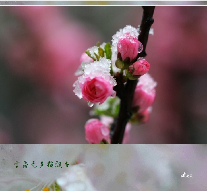 ѩ÷